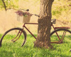 Lomo Retro Bicycle Nature